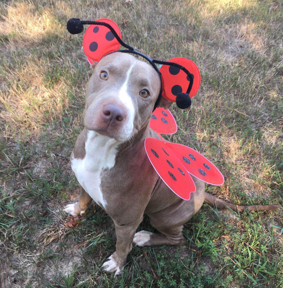 LadyBug1.jpg